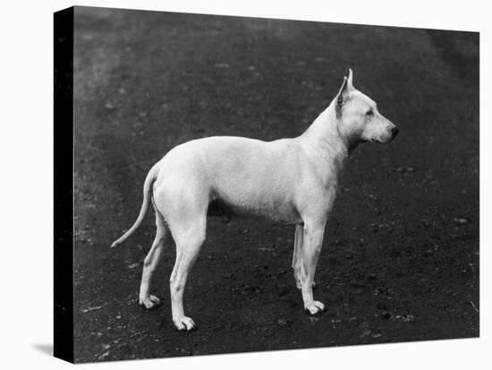Champion Faultless an Early Example of the Bull Terrier Breed-Thomas Fall-Premier Image Canvas