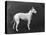 Champion Faultless an Early Example of the Bull Terrier Breed-Thomas Fall-Premier Image Canvas