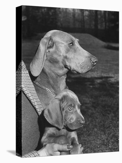Champion Weimaraner and her 8-week-old male puppy with proud owner Mrs. Harold Goldsmith.-Bernard Hoffman-Premier Image Canvas