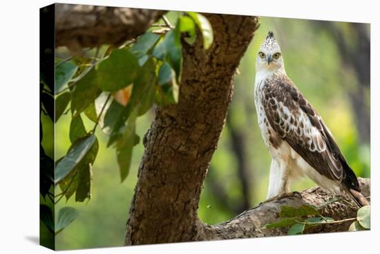 changeable hawk-eagle perched on branch, nepal-karine aigner-Premier Image Canvas