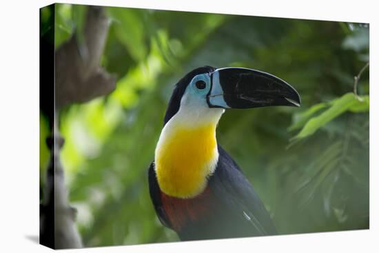 Channel-Billed Toucan, Guyana-Pete Oxford-Premier Image Canvas