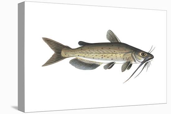 Channel Catfish (Ictalurus Punctatus), Fishes-Encyclopaedia Britannica-Stretched Canvas