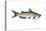 Channel Catfish (Ictalurus Punctatus), Fishes-Encyclopaedia Britannica-Stretched Canvas