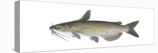 Channel Catfish (Ictalurus Punctatus), Fishes-Encyclopaedia Britannica-Stretched Canvas