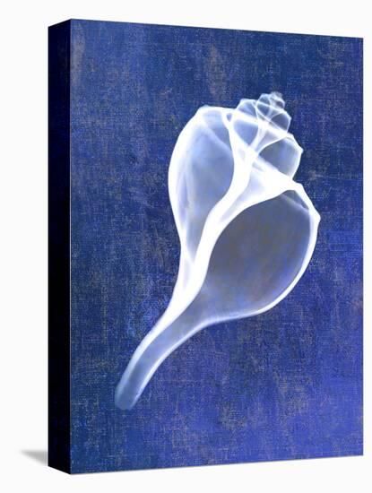 Channelled Whelk (indigo)-Bert Myers-Stretched Canvas