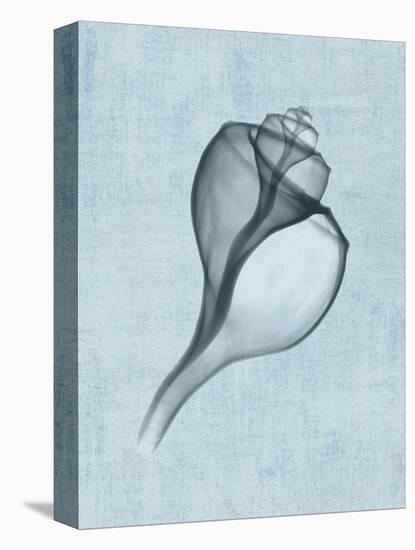 Channelled Whelk (light blue)-Bert Myers-Stretched Canvas