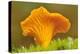 Chanterelle fungi showing gills on underside, Scotland-Laurie Campbell-Premier Image Canvas