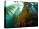 Chanthe View Underwater Off Anacapa Island of a Kelp Forest.-Ian Shive-Premier Image Canvas