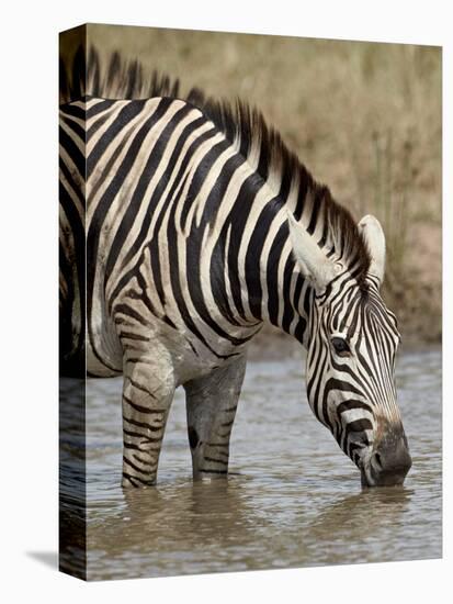 Chapman's Zebra (Plains Zebra) (Equus Burchelli Antiquorum) Drinking, Kruger National Park, South A-James Hager-Premier Image Canvas