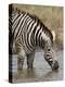 Chapman's Zebra (Plains Zebra) (Equus Burchelli Antiquorum) Drinking, Kruger National Park, South A-James Hager-Premier Image Canvas