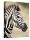 Chapman's Zebra (Plains Zebra) (Equus Burchelli Antiquorum), Kruger National Park, South Africa, Af-James Hager-Premier Image Canvas