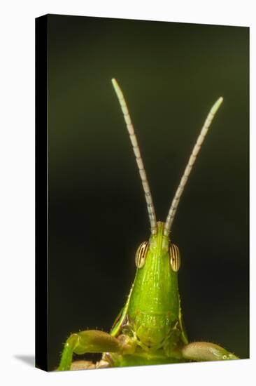 chapuline grasshopper, mexico-claudio contreras-Premier Image Canvas