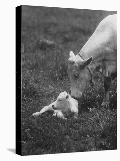 Charclais Mother Nuzzling Her Calf-Nina Leen-Premier Image Canvas