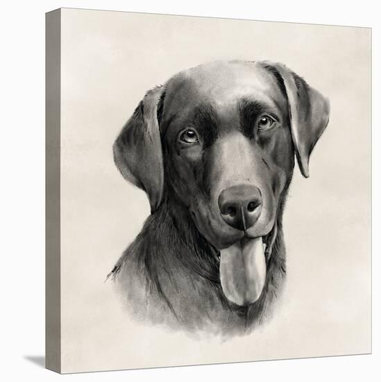 Charcoal Labrador I-Grace Popp-Stretched Canvas