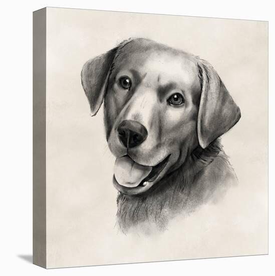 Charcoal Labrador II-Grace Popp-Stretched Canvas