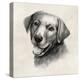 Charcoal Labrador II-Grace Popp-Stretched Canvas