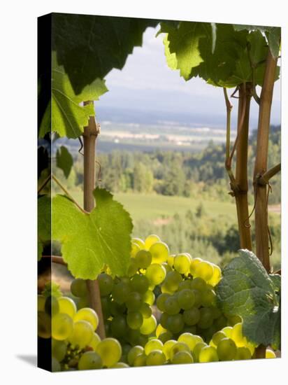 Chardonnay Grapes in the Knudsen Vineyard, Willamette Valley, Oregon, USA-Janis Miglavs-Premier Image Canvas