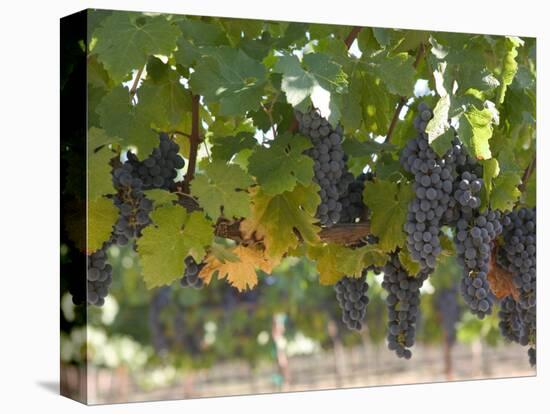 Chardonnay Grapes, Yountville, Napa Valley, California-Walter Bibikow-Premier Image Canvas