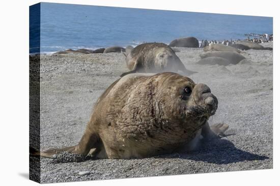 Charging Southern Elephant Seal Bull (Mirounga Leonina), St. Andrews Bay, South Georgia-Michael Nolan-Premier Image Canvas