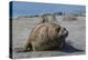 Charging Southern Elephant Seal Bull (Mirounga Leonina), St. Andrews Bay, South Georgia-Michael Nolan-Premier Image Canvas