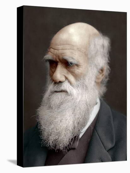 Charles Darwin, British Naturalist, 1878-Lock & Whitfield-Premier Image Canvas