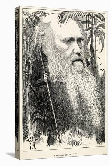 Charles Darwin, Depicted as a Wild Man of the Jungle-F. Waddy-Premier Image Canvas