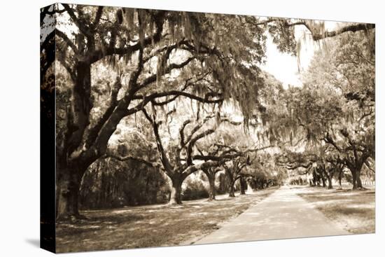 Charleston Oaks 10 Sepia-Alan Hausenflock-Premier Image Canvas