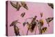 Charm on Pink painting-Helen White-Premier Image Canvas