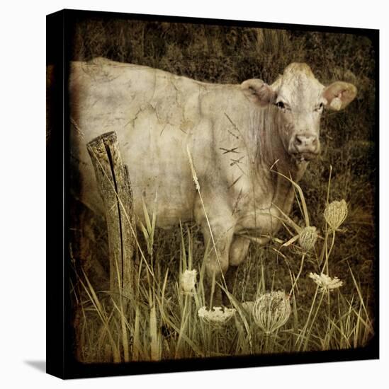 Charolais-Dawne Polis-Stretched Canvas