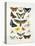 Chart Illustrating Butterflies and Moths, England, 19th Century-null-Premier Image Canvas