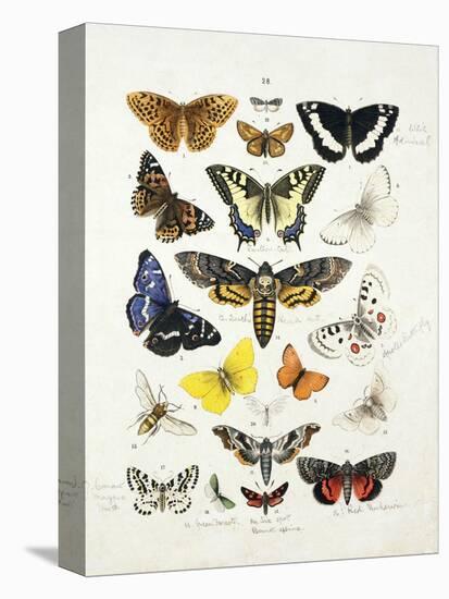 Chart Illustrating Butterflies and Moths, England, 19th Century-null-Premier Image Canvas