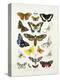 Chart Illustrating Butterflies and Moths, England, 19th Century-null-Premier Image Canvas