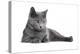 Chartreux Cat-Fabio Petroni-Premier Image Canvas