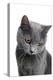 Chartreux Cat-Fabio Petroni-Premier Image Canvas