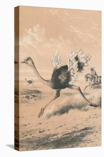 Chasing the Ostrich, c1880-null-Premier Image Canvas