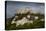 Chateau Gaillard, Les Andelys, Eure, Normandy, France-Charles Bowman-Premier Image Canvas