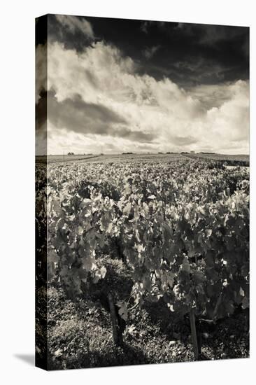 Chateau Lafite Rothschild Vineyards in Autumn, Pauillac, Haut Medoc, Gironde, Aquitaine, France-null-Stretched Canvas