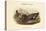 Chaulelasmus Strepera - Gadwall - Duck-John Gould-Stretched Canvas