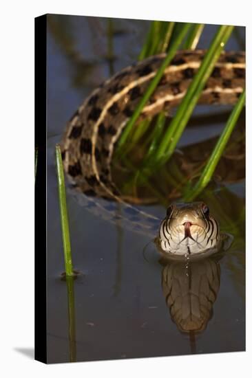 Checkered Garter Snake (Thamnophis Marcianus) Laredo Borderlands, Texas, USA. April-Claudio Contreras-Premier Image Canvas