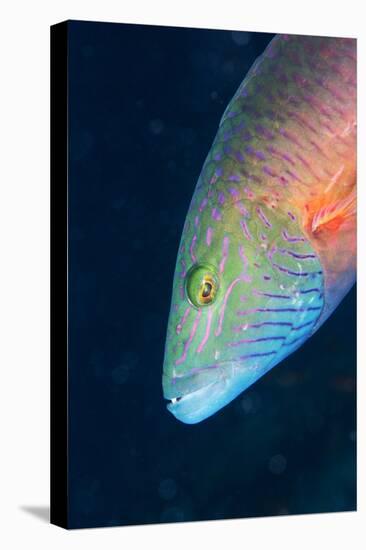 Cheek-Lined Wrasse (Oxycheilinus Digramma), Matangi Island, Vanua Levu, Fiji, Pacific-Louise Murray-Premier Image Canvas