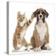 Cheeky Ginger Kitten, Ollie, 10 Weeks, Reaching Up and Batting the Ear of Boxer Puppy-Mark Taylor-Premier Image Canvas