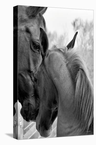 Cheers n? Foal-Barry Hart-Stretched Canvas