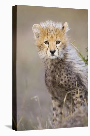 Cheetah 10-12 Week Old Cub-null-Premier Image Canvas