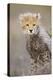 Cheetah 10-12 Week Old Cub-null-Premier Image Canvas