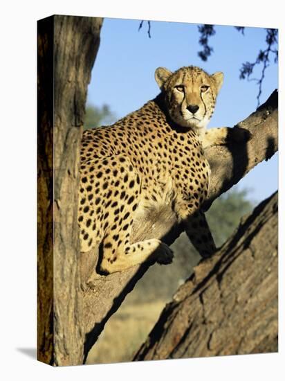 Cheetah, Acinonyx Jubartus, Sitting in Tree, in Captivity, Namibia, Africa-Ann & Steve Toon-Premier Image Canvas