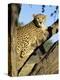 Cheetah, Acinonyx Jubartus, Sitting in Tree, in Captivity, Namibia, Africa-Ann & Steve Toon-Premier Image Canvas