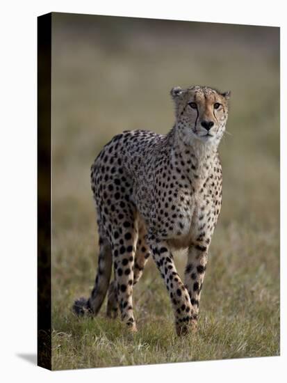 Cheetah (Acinonyx jubatus), Addo Elephant National Park, South Africa, Africa-James Hager-Premier Image Canvas