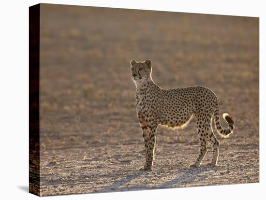 Cheetah (Acinonyx Jubatus) Backlit on the Dry Auob River-James Hager-Premier Image Canvas