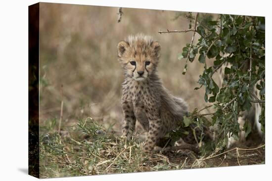 Cheetah (Acinonyx Jubatus) Cub About a Month Old-James Hager-Premier Image Canvas