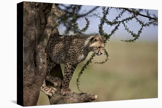 Cheetah (Acinonyx Jubatus) Cub in an Acacia Tree-James Hager-Premier Image Canvas